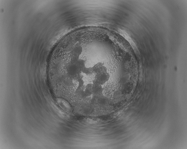 X0000088590346200705251155