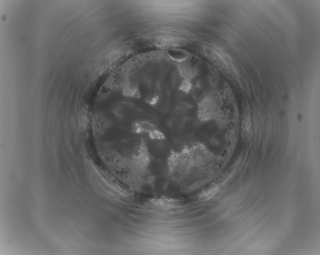 X0000088590367200705251155