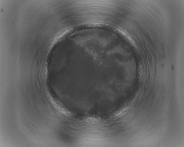 X0000088590494200705251153