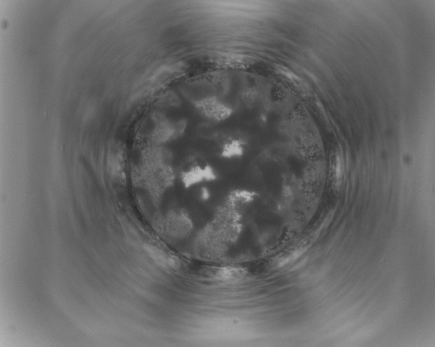 X0000088590663200705251150