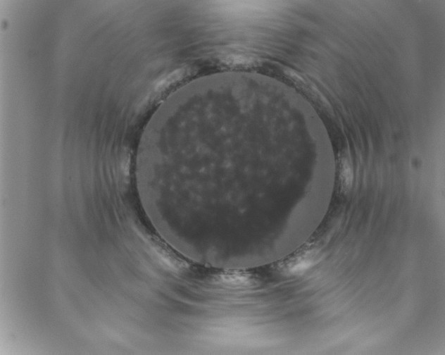 X0000088590668200705251150