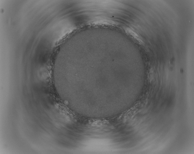 X0000088590824200705251146