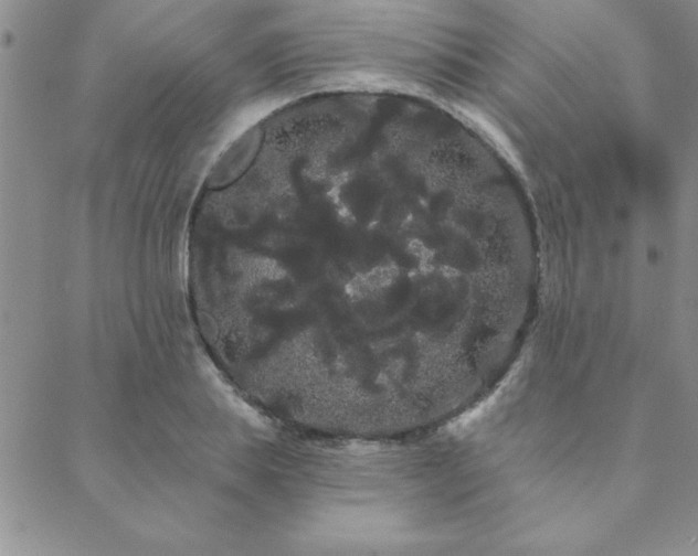 X0000088590839200705251147