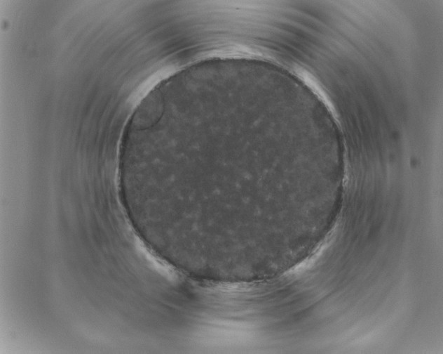 X0000088590845200705251147