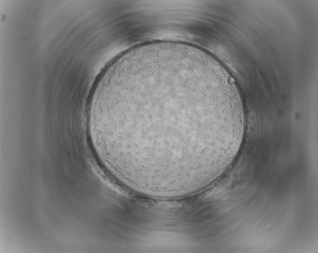 X0000088590848200705251147