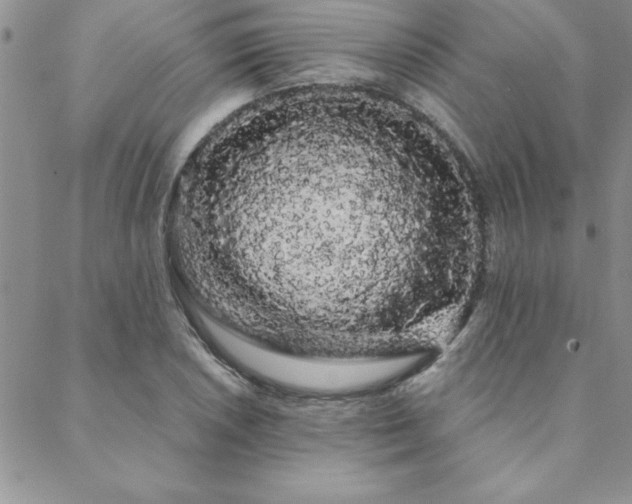 X0000088591026200705251144