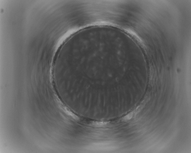 X0000088591278200705251140