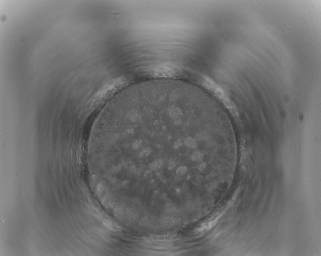 X0000088590161200706011146