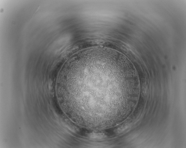 X0000088590270200706011145