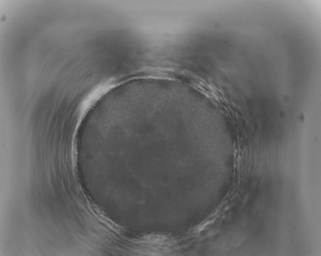 X0000088590294200706011144