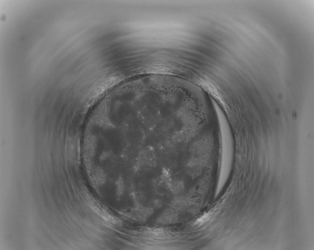 X0000088590349200706011143