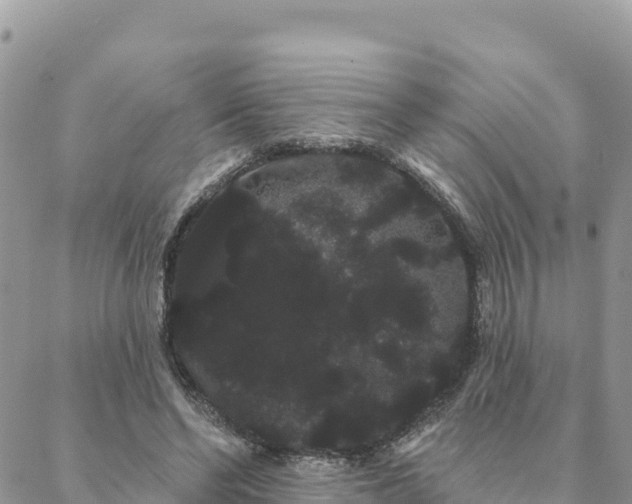 X0000088590494200706011141