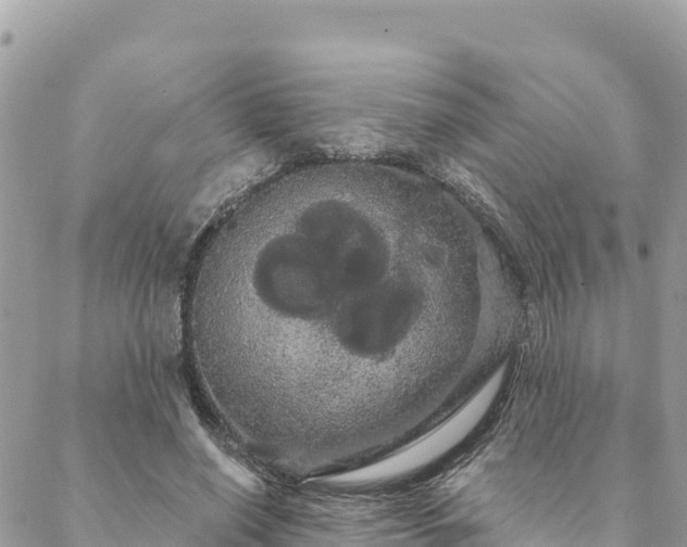 X0000088590638200706011138