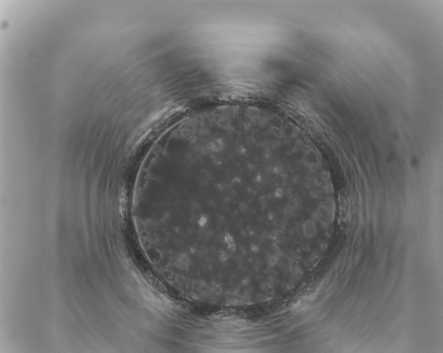 X0000088590648200706011139