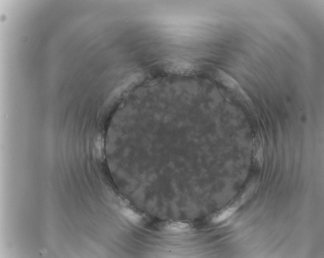 X0000088590669200706011139