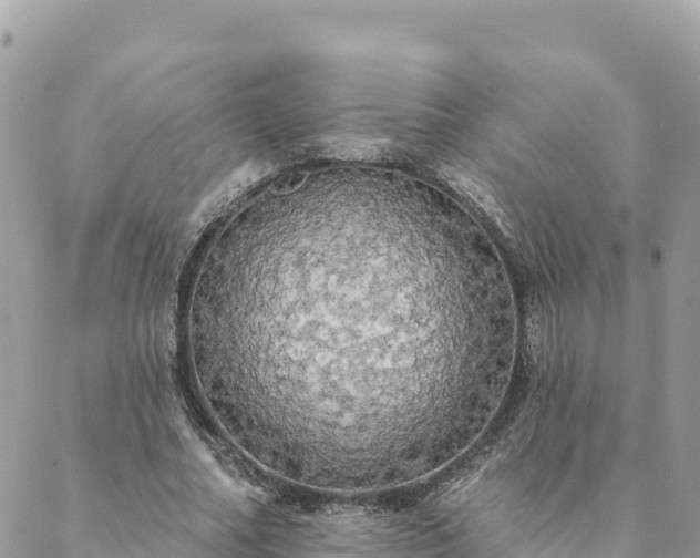 X0000088590682200706011138