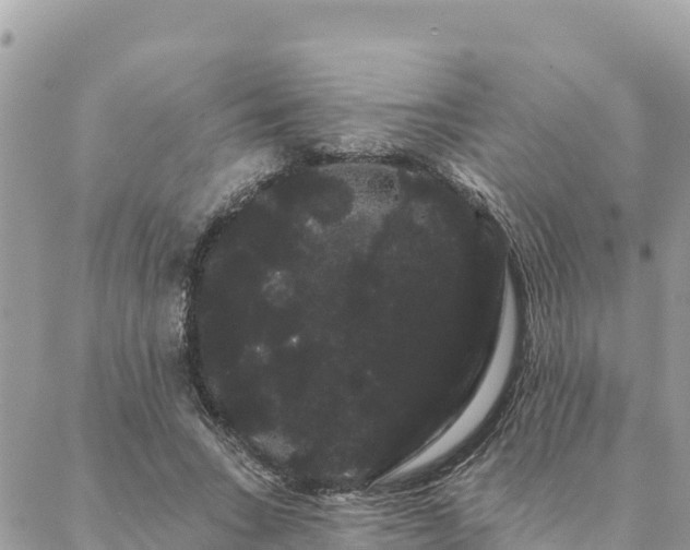 X0000088590735200706011137