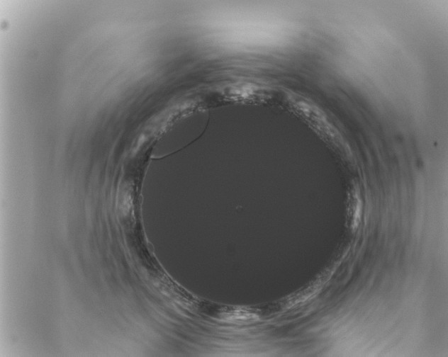 X0000088590754200706011137