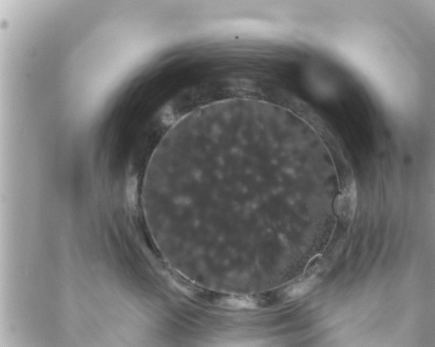 X0000088590765200706011137