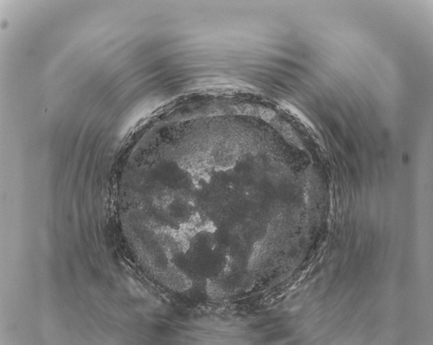 X0000088590775200706011137