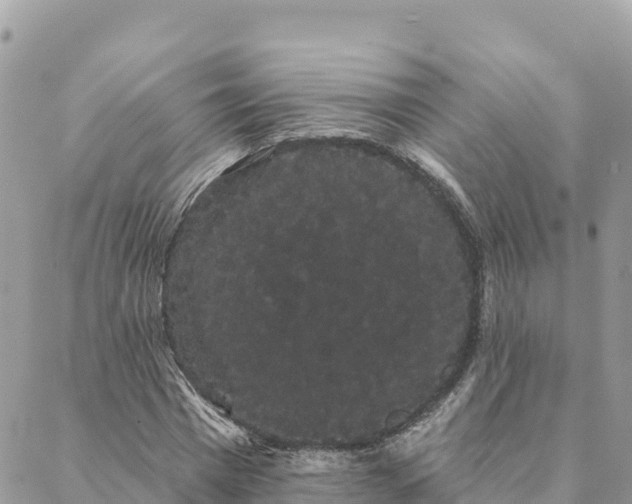 X0000088590777200706011137