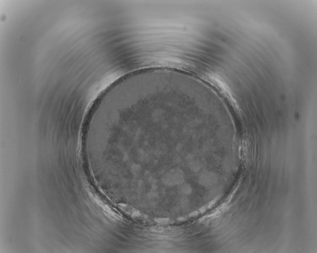 X0000088590780200706011137