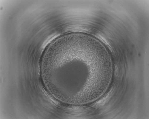 X0000088590782200706011136