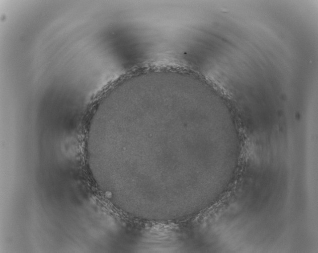 X0000088590824200706011135