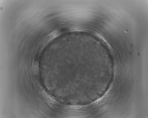 X0000088590825200706011135