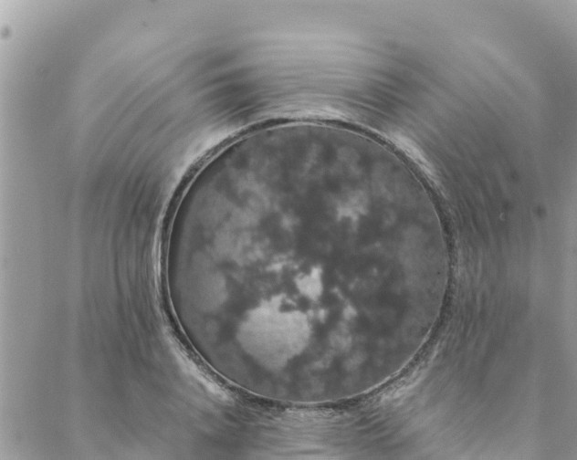 X0000088590840200706011136