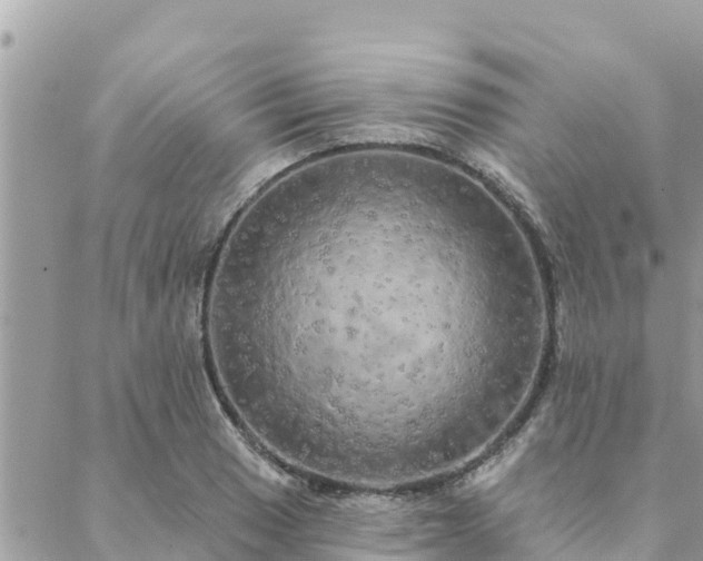 X0000088591033200706011132