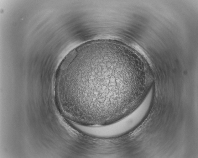 X0000088591124200706011131