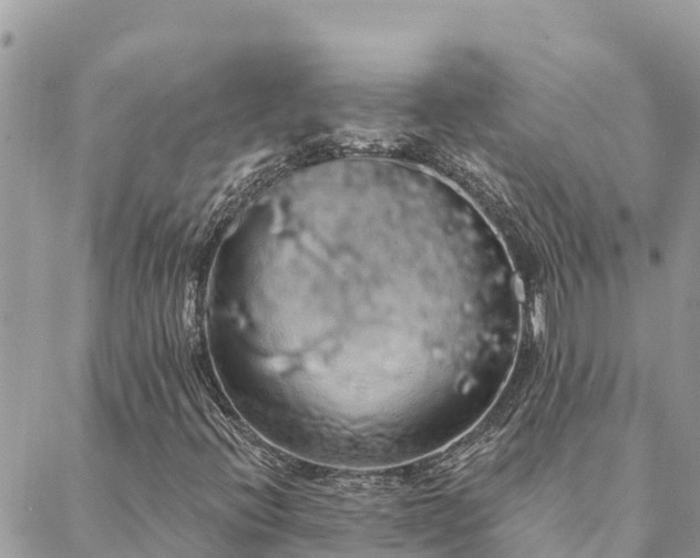 X0000088591396200706011126