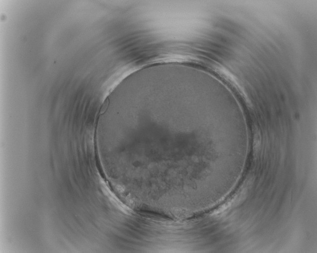 X0000088591417200706011126