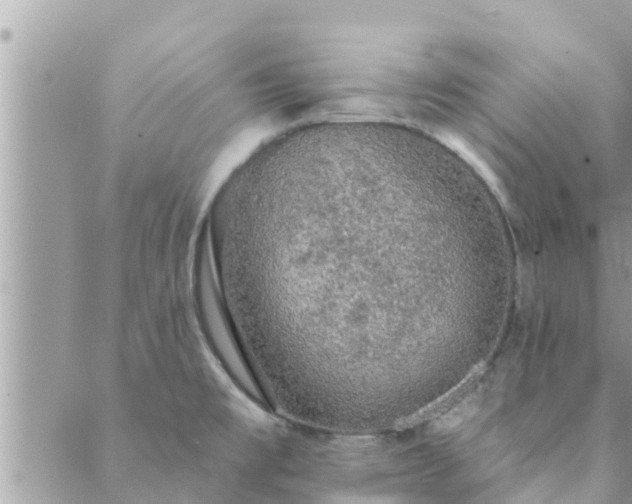 X0000088591477200706011125