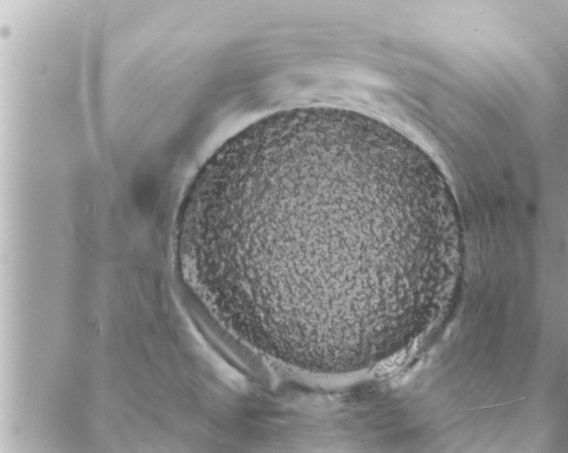 X0000088591525200706011125