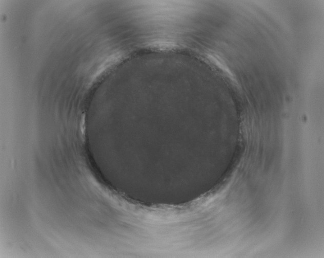 X0000088590024200706081339