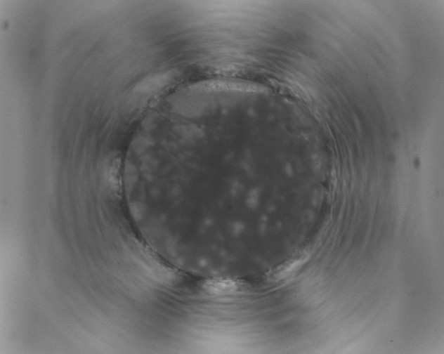 X0000088590181200706081337