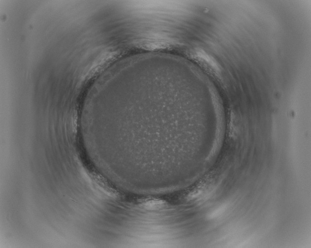 X0000088590210200706081336