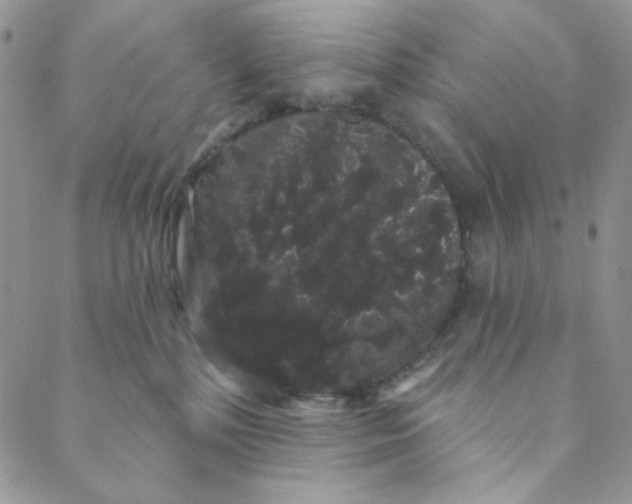 X0000088590232200706081335