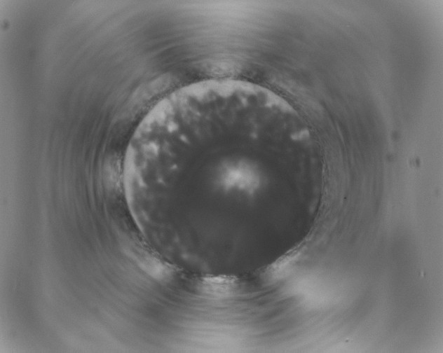 X0000088590240200706081335