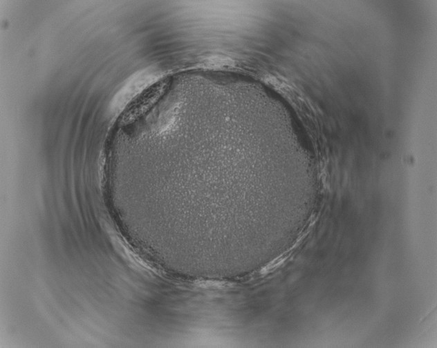 X0000088590242200706081335