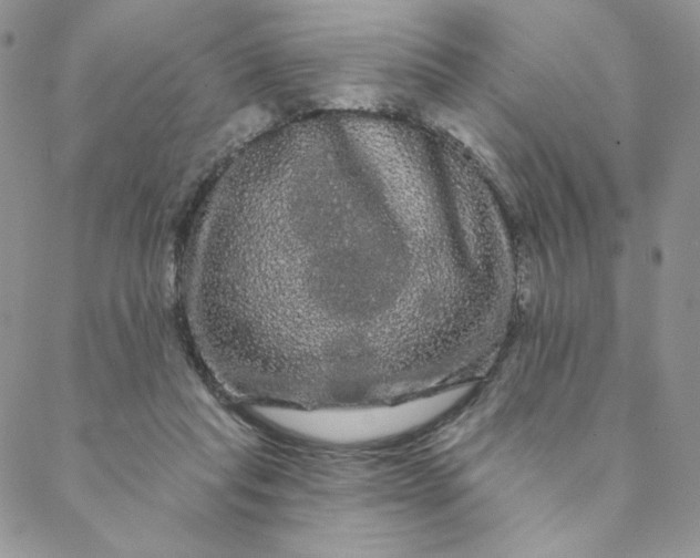 X0000088590261200706081335