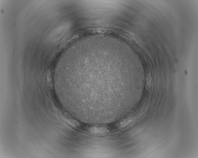 X0000088590270200706081335