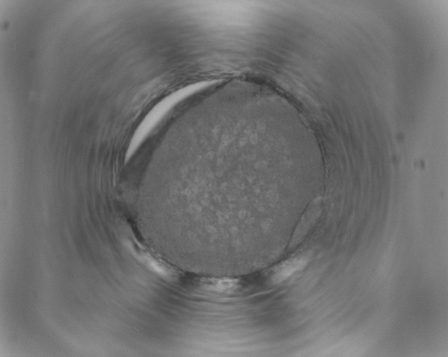 X0000088590288200706081335