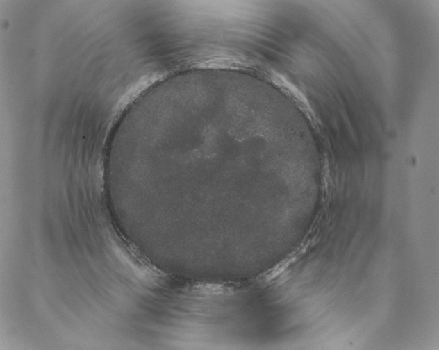 X0000088590298200706081334