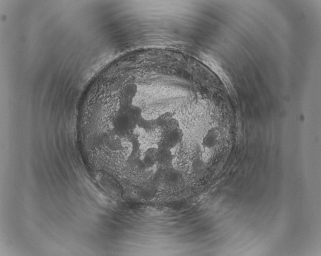 X0000088590346200706081333