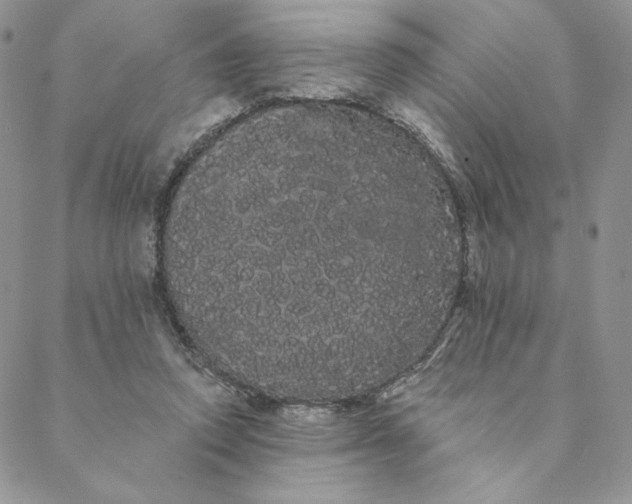 X0000088590354200706081333