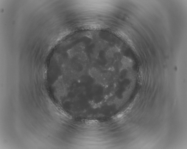 X0000088590355200706081333