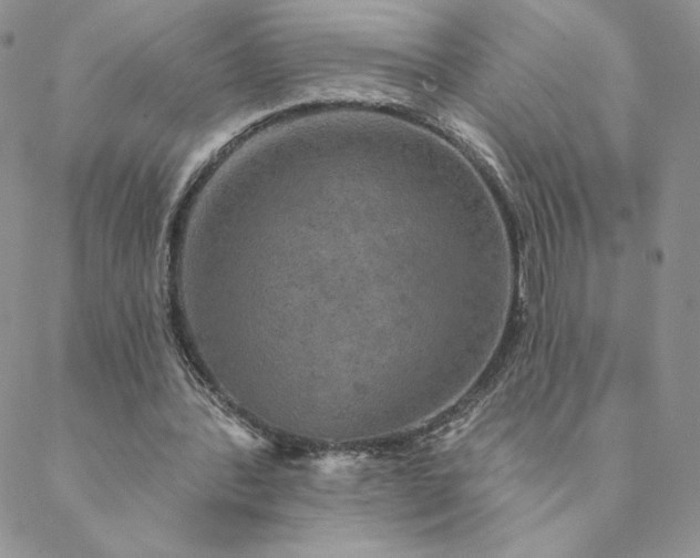 X0000088590388200706081333